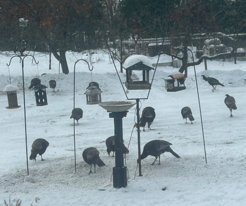 wild turkeys