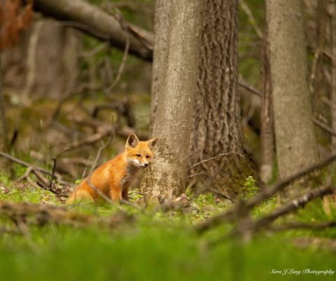 Red Fox