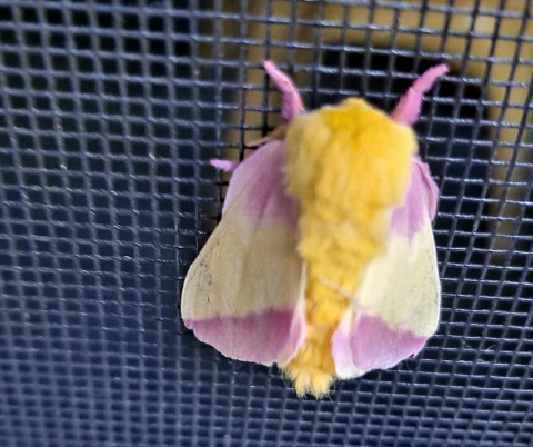 Moth