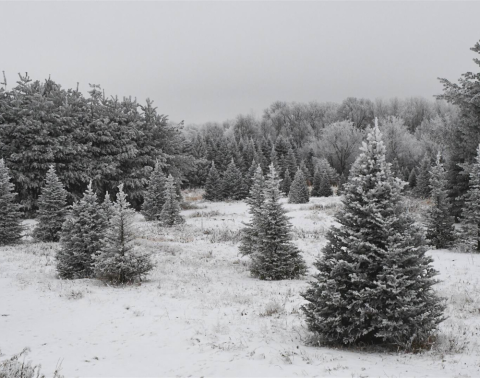 Photo of the Week Dec 2nd