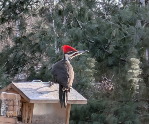 Pileated woodpecker