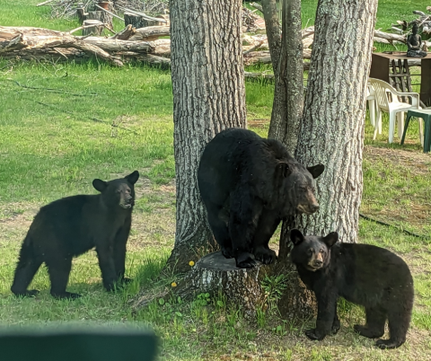 Black Bears
