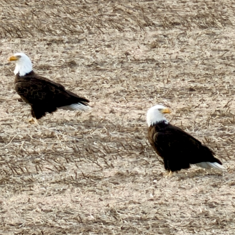 Bald Eagles