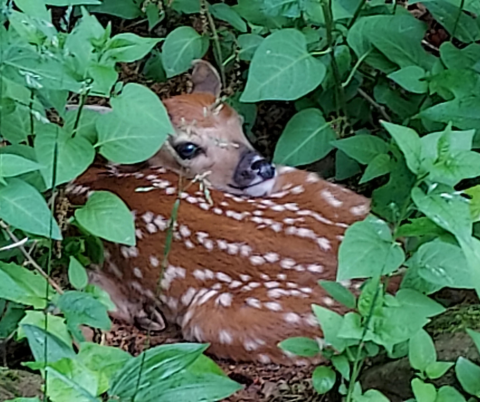 Fawn Hiding