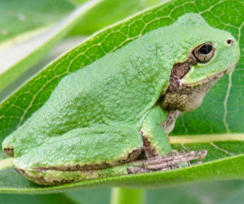 Gray Treefrog