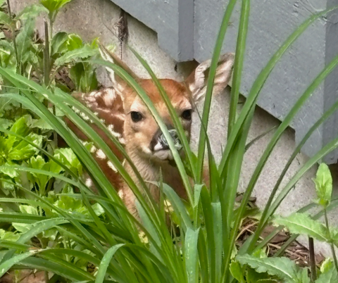 Fawn