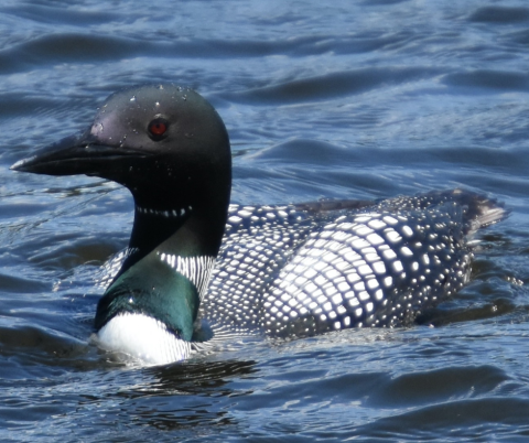 Loon