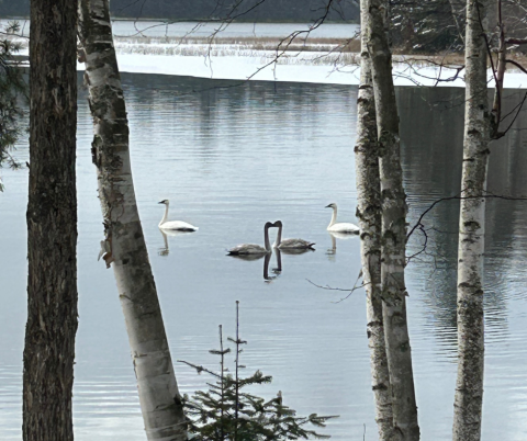 Swans Photo of the Week