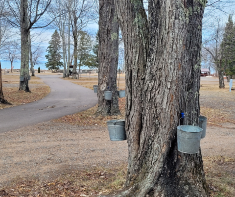 Maple Sap Harvest
