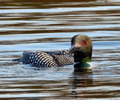 Loon Photo