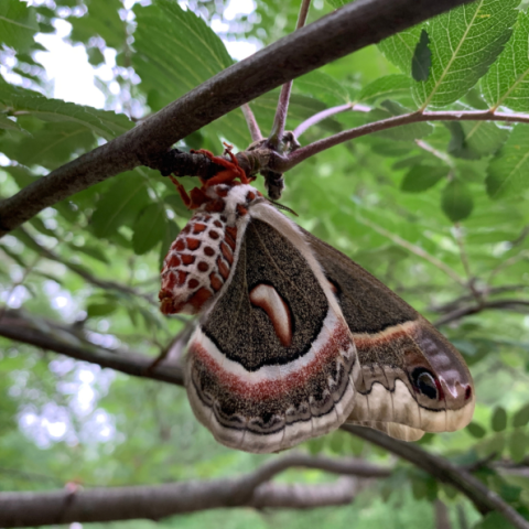 Moth