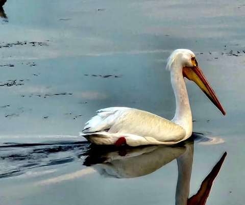 Pelicans