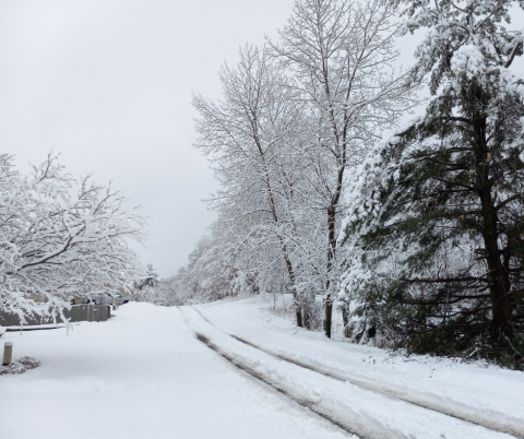 Christmas Photo of the Week 2