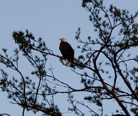 Bald Eagle