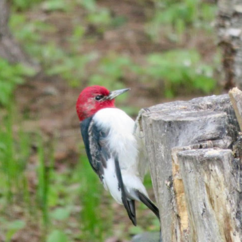 Red-headed woodpecker