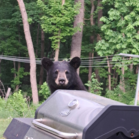 Bear Visitor