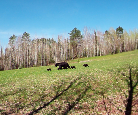 Photo of the Week - Bear