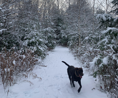 Snow Place Like Home