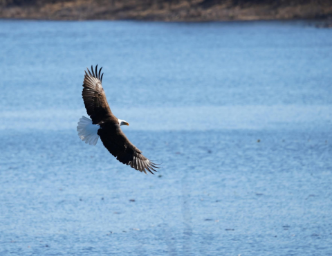Range Bald Eagle