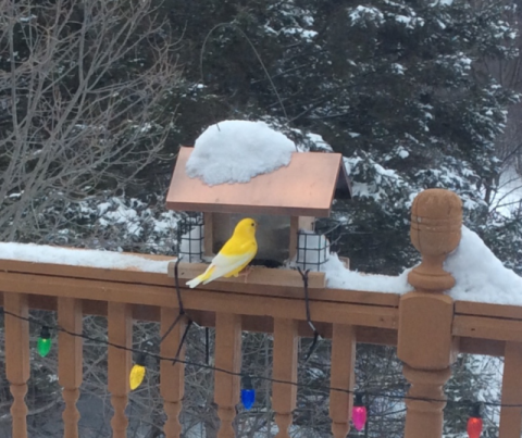 yellow evening grosbeak