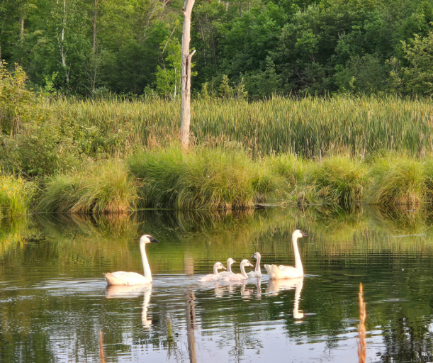 Swans