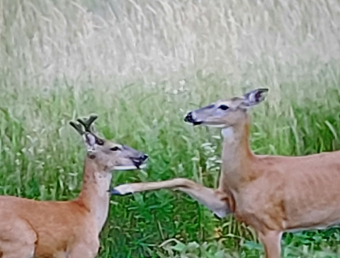 Photo of the week deer
