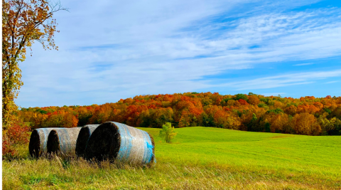 Field of Color