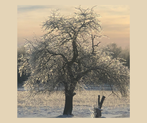 Ice Tree