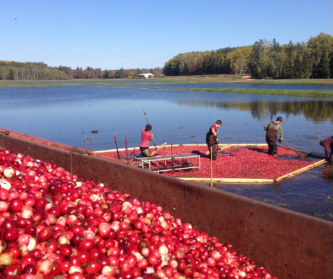 Cranberry