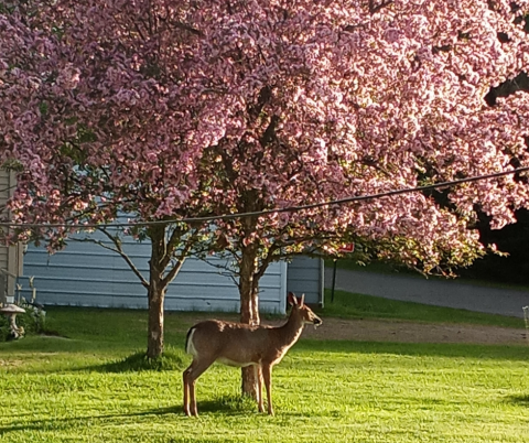 Nature's Duo