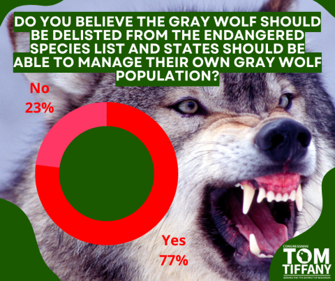Gray Wolf