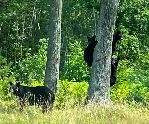Black Bears