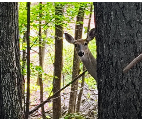 Deer Hunting