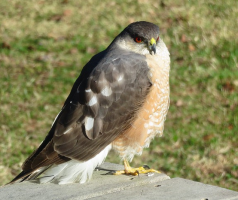 Hawk