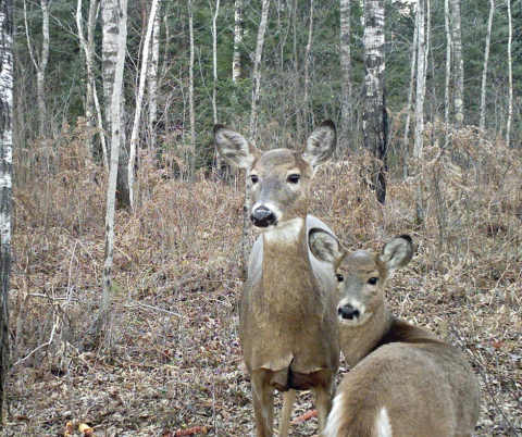Two Deer
