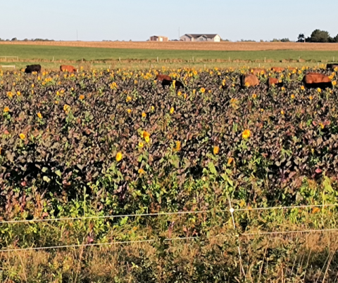 Sunflowers and Cows