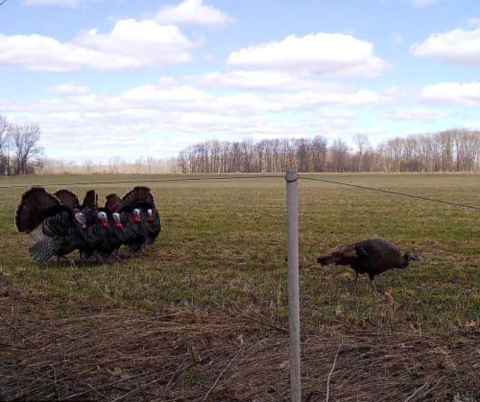 Turkey Time