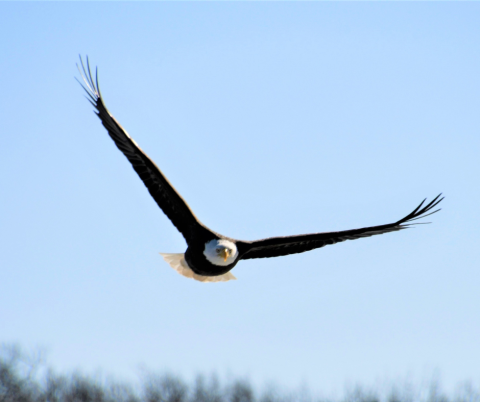 Bald Eagle