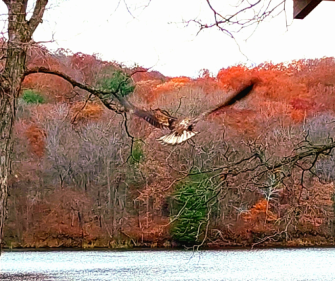 Photo of the Week: Eagle