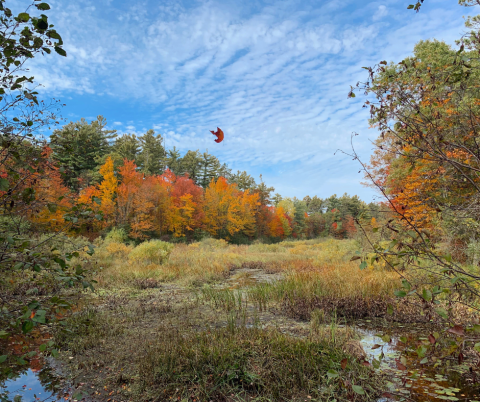 Fall