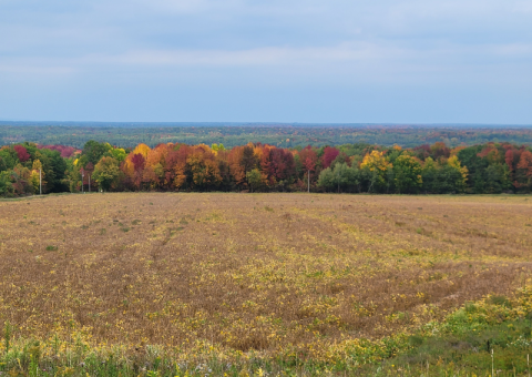 Photo of the Week Leaves