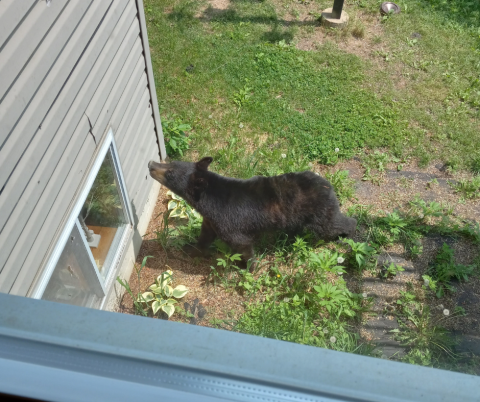 Photo of the week-Bear