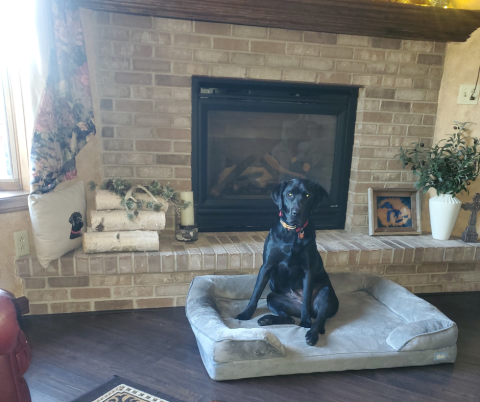 Dog