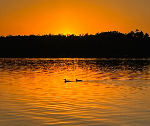 Photo of the week loons